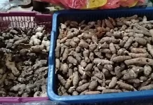 Manfaat Tanaman Kunyit bagi Kesehatan