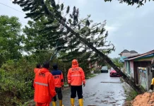 Pohon Tumbang Timpa Kabel Listrik, BPBD Tanjungpinang Bergerak Cepat