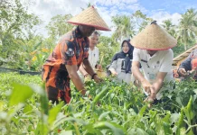 Cabai Lingga Mulai Panen, Harga Tak Lagi Pedih
