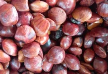 Dampak Negatif dari Konsumsi Jengkol Secara Berlebihan