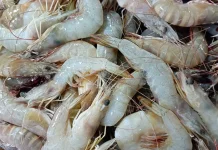 Mitos Seputar Konsumsi Udang yang Masih Dipercaya Masyarakat