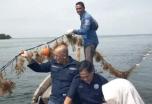Rumput Laut Pulau Lalang Bikin Investor Ikut Nyemplung