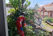 Pohon Tumbang Timpa Kanopi Rumah Warga di Tg.Uban