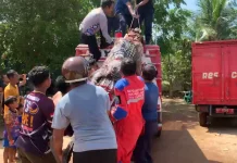 Nelayan Tanjungpinang Temukan Buaya 4 Meter saat Angkat Jaring