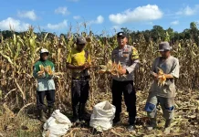 Polisi Ikut Panen, Jagung Lingga Tak Sekadar Tumbuh