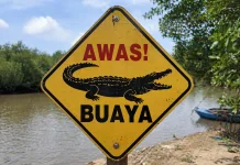 Warga Tanjungpinang Minta Peringatan Bahaya Buaya Muara