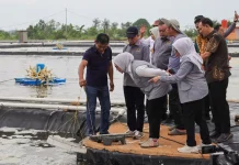 Komisi IX DPR RI Tinjau Tambak Udang Vaname di Tanjungpinang