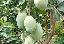 Musim Mangga, Pilih Mangga dengan Cermat agar Tidak Kecewa