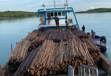 Ditpolairud Polda Kepri Gagalkan Penyelundupan 12.000 Kayu Bakau