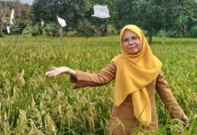 DKPP Bintan Optimalkan Padi Gogo Tingkatkan Produktivitas Petani