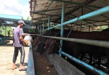 Stok Hewan Kurban di Eza Mandiri Menipis jelang Idul Adha 1447 H