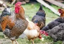 Ayam Dominasi Populasi Terbanyak di Indonesia