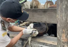 Barantin Perketat Pengawasan Hewan Kurban Masuk Wilayah Kepri