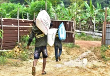 Sekda Lingga Kembangkan Semangka Demi Ketahanan Pangan Daerah