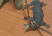 Damkar Lingga Evakuasi Biawak Nekat Sembunyi Belakang Kulkas