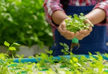 Dari Urban Farming ke Healthy Living