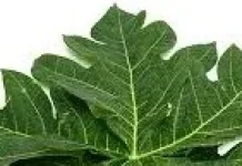 Mantap, Ini Dia Manfaat Daun Pepaya