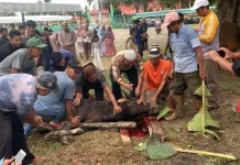 Lingga Siapkan 415 Hewan Kurban jelang Iduladha