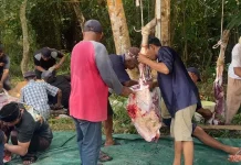 PT BCI Salurkan Dua Ekor Sapi Kurban untuk Warga Gunung Kijang