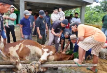 Masyarakat Bintan Terima Bantuan Sapi Kurban Presiden