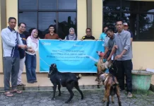 Hari Kedua Iduladha 1447 H, Kemenag Tanjungpinang Sembelih Sapi dan Kambing