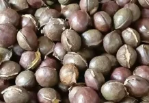 Tips Mengolah Jengkol dan Bebas Bau