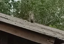 Damkar Tanjung Uban Evakuasi, Monyet yang Meresahkan Warga