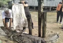Warga Panggak Laut Tangkap Buaya Muara Pemangsa Ternak