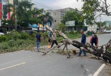 Pohon Tumbang di KM 10 Tanjungpinang, Dua Pengendara Alami Luka Ringan