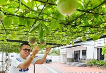 Markisa Bisa Jadi Solusi Peneduh Alami untuk Teras Rumah