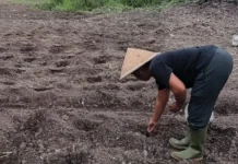 Tim Green Economy Kemenag Bintan Mulai Tanam 200 Bibit Jagung