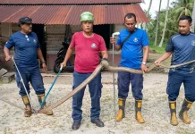 Damkar Singkep Evakuasi King Kobra dari Rumah