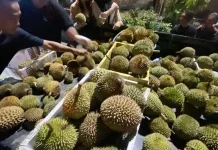 Banjir Durian, Panen Besar Sang Pemilik Kebun