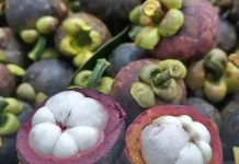 Xantones, Si Antioksidan Super Tinggi dalam Buah Manggis