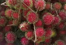 Buah Rambutan Memang Enak, tapi Tidak untuk Penderita Diabetes