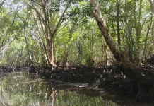 Rumah Bintan Mangrove Hadirkan Wisata dan Edukasi pelestarian Lingkungan