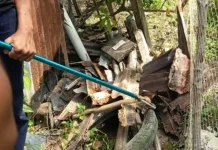 Damkar Lingga Evakuasi Ular Kobra Masuk Gudang Rumah