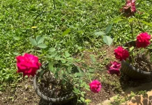 Menanam Mawar di Pekarangan, Hobi Sederhana yang Percantik Rumah