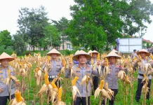 Polres Bintan Panen 200 Kilogram Jagung Dukung Ketahanan Pangan