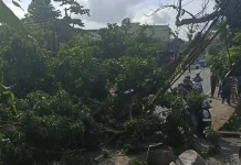 Pohon Lapuk Tumbang di Gatot Subroto, Empat Pengendara Terluka