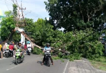 Pohon Tumbang di Km 5 Bawah Tanjungpinang, Empat Warga Terluka
