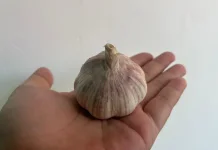 Manfaat Bawang Putih bagi Kesehatan, Bumbu Dapur dengan Segudang Khasiat