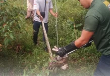 Damkar Evakuasi Ular Piton Tiga Meter Pemangsa Ayam
