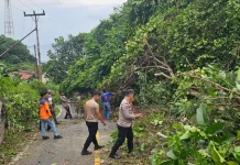 Respon Cepat Polsek Siantan, BPBD, dan Warga Evakuasi Mobil Tertimpa Pohon