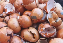Cangkang Telur Bisa Jadi Nutrisi untuk Tanaman