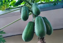 Pepaya Hijau, Si Buah Muda yang Kaya Manfaat