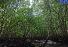 Pemerintah Diharapkan Tingkatkan Pendampingan Pengelolaan Produk Mangrove
