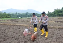 Polisi Tanam Jagung Pipil di Lahan 3,5 Hektare
