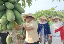 Panen Bersama di Toapaya Utara, Wagub Kepri Nyanyang Pastikan Atasi Pupuk Mahal
