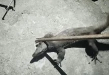 Biawak Besar Masuk Permukiman, Damkar Lingga Turun Tangan